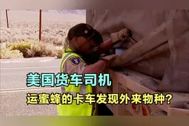 美国司机一车拉900万只蜜蜂迁徙，每个月只拉五趟货月入过万美元视频封面