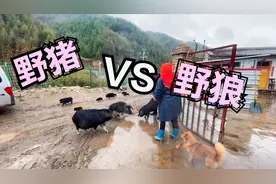 在农村野猪和狼干起来，谁更厉害？结果完败啊！视频封面