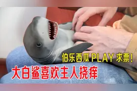 大白鲨喜欢主人挠痒，伯乐西瓜PLAY开赛，粉丝速来投票！