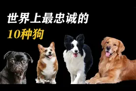 世界10大“忠犬”排名，拉布拉多位居第一，看看中华藏獒排第几？