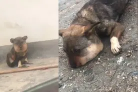 蜜蜂小狗引全网爆笑，网友看出异样跨几百公里救助，真相触目惊心视频封面