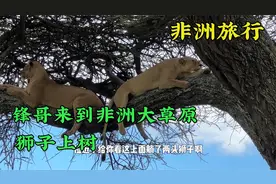 峰哥来到非洲大草原,冒着生命危险,近距离带大家看一下草原之王!视频封面