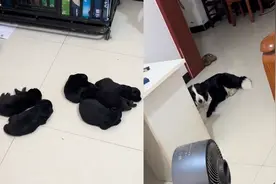 边牧生下6只纯黑色崽，躲一旁不愿相信，主人：我不知道狗爸是谁