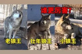 老狼王、壮年狼王和小狼王，究竟谁更厉害？这一点代表狼王实力！