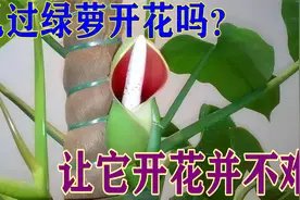 见过绿萝开花吗？让它开花并不难，来试试这种方法视频封面
