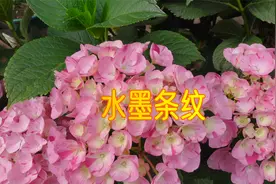 形态相近的大花绣球品种：甜蜜幻想、鲜溅，后者更容易出条纹效果视频封面