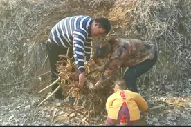 几十年的连体黄荊老桩，被风子两口子挖出来背回家，发财了视频封面