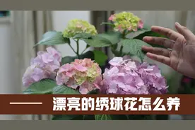 绣球花怎么养，几月开花？园艺师教你，在阳台布置漂亮的绣球花吧视频封面