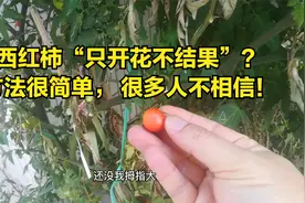 西红柿“不坐果”？方法很简单，偏偏很多人不相信视频封面