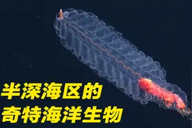 永无止境的黑暗、寒冷...海洋生物学专家带你探索神秘的半深海区