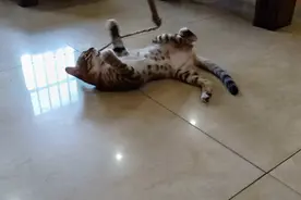 狸花猫和主人玩转圈圈，被转晕了，样子呆萌搞笑