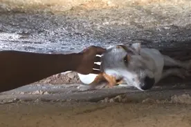 倒霉狗狗被卡墙缝中，好心男子凿墙救狗，网友：太幸运了视频封面