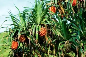 露兜树又称勒古树，它的果实 叶子 树根 种子以及虫子都有高价值视频封面