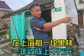 浙江老板在上海租一大块果园，一年能收成上千万元，这水果真赚钱视频封面