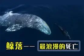最悲壮的死亡，人们常说的“一鲸落，万物生”，究竟是什么？视频封面