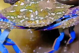 凌晨4点赶海到天亮，一颗蓝色肉的海螺，吃着比它大一倍海蛎子