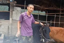 180块钱买的牛羊定位器，走哪里手机都能实时监控，太方便了视频封面