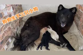 家里条件本来就不好，狗狗突然生下三只小狗，我该怎么处理好
