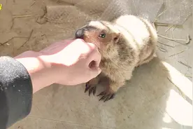 一定不要接触土拨鼠，非常容易染上鼠疫，来自土拨鼠铲屎官的建议视频封面