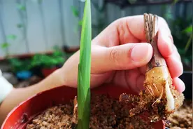 无根无叶的兰花老芦头，用一把砂子，20天就能让它发新芽！