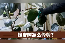 园艺师教你，冬天橡皮树怎么修剪，大胆修剪后，造型更漂亮