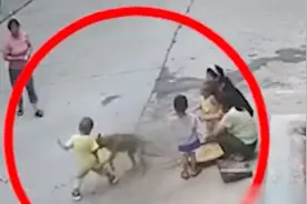 疯狗扑咬幼童，家养犬飞奔相护，犬主：养了7年很有灵性视频封面