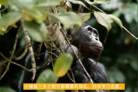 黑猩猩栖息于热带雨林，集群生活觅食区域往往是它们集中的地点。