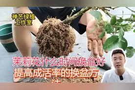 茉莉什么时候换盆？茉莉换盆方法来了