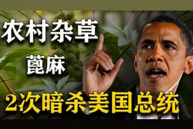 农村杂草蓖麻，2次被用来暗杀美国总统，堪称“剧毒暗杀之王”