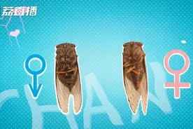 会叫的知了是公是母？涨姿势！|游遍江苏