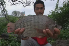 小池在放荒鱼塘撒网，抓到一条巨无霸的罗非鱼王，一共抓到20多斤视频封面