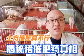 小苏打和食盐催肥真不行，猪催肥绝密配方，几块钱让猪长得肥又壮视频封面