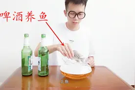 把鱼放到啤酒里养会怎么样呢？一起来看看吧