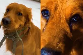 狗狗被骂后狂奔二十公里投奔小主人，嘴唇颤抖泪流满面，惹人心疼视频封面