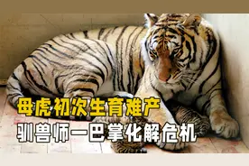 母虎初次生育连生六胎，精疲力尽导致难产，多亏了驯兽师的一巴掌视频封面