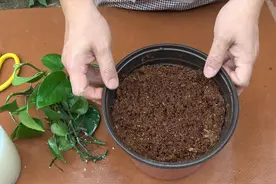 扦插绿萝，选择带有“气根”的，扦插下去就能活！视频封面