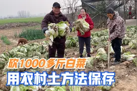 公公担心白菜冻坏，砍1000多斤白菜，土方法储存，几个月都吃不完视频封面