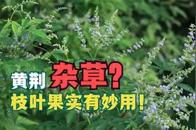 植物“黄荆"，枝叶果实都有妙用！农村人却把它当杂草视频封面