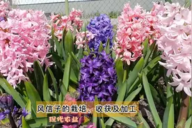 现代农业之——风信子的栽培、收获及加工（老王讲糖系列视频）