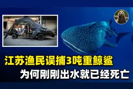 江苏渔民误捕3吨重鲸鲨！出水即死，这种“温柔巨人”有多可怜？视频封面