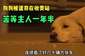 狗狗小白被遗弃在收费站，苦等主人1年半，善良的淑芬姐救了它！视频封面