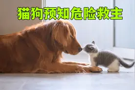 你相信猫狗有提前预知危险的能力吗？视频封面