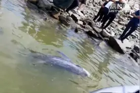 500斤伪虎鲸搁浅连岛 连云港渔政部门紧急救助视频封面