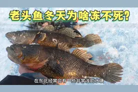 老头鱼冬天为什么冻不死？为什么东北有水就有老头鱼？