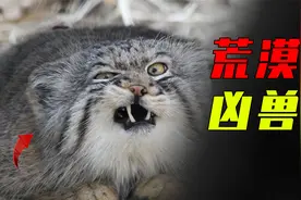 高原第一“凶兽”，与藏狐相爱相杀，兔狲究竟多厉害？