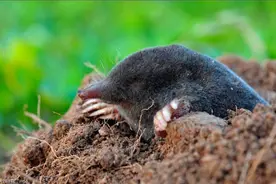 .“瞎子”鼹鼠，“瞎子”鼹鼠，挖洞高手，也是十足吃货！