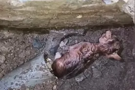 顽皮的小猫掉进下水道，小哥不惜挖了自家的墙角来解救！视频封面