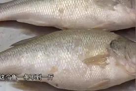 鲈鱼开膛吓一跳！“好端端的鱼肉，里面这是长了啥”？