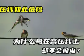 高压线如此危险，为什么鸟在高压线上却不会被电？看完你就明白了