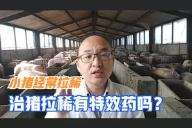 猪拉稀没有特效药，常备四种药，看粪便知病因，对症治好不是难事视频封面
